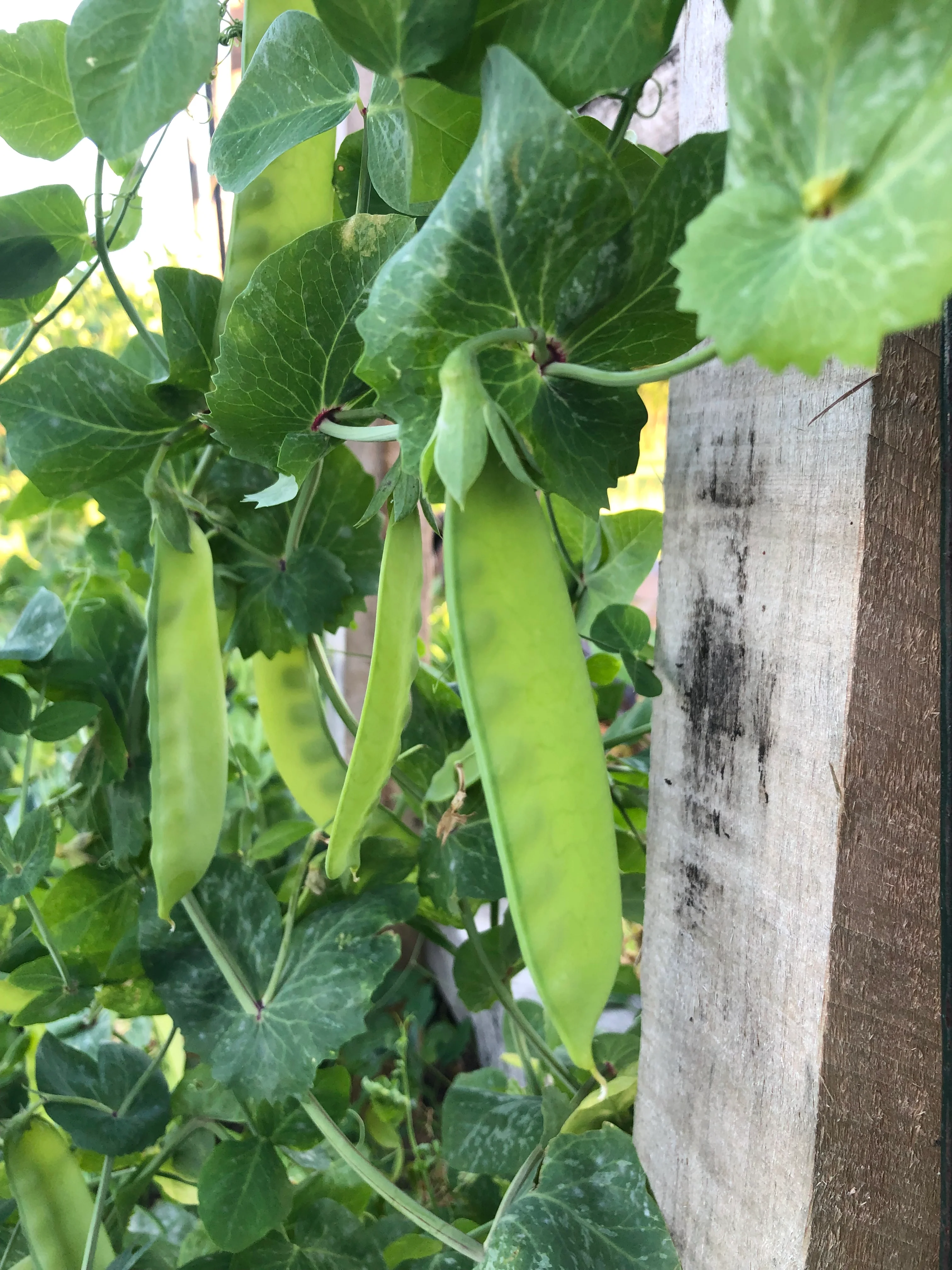 Pea Seeds